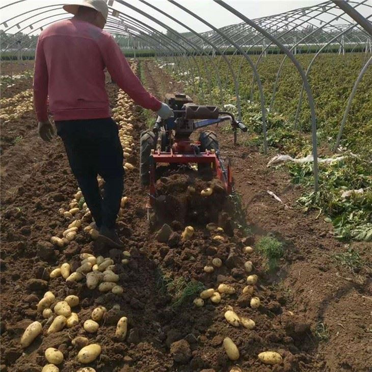 Potato Harvester Machine